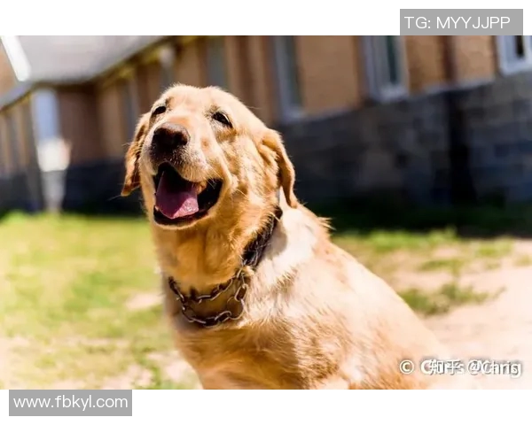 镜头回顾：孙兴慜这一幕令人泪目